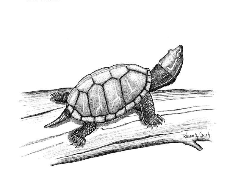 [Animal Art] (Common Musk Turtle) Stinkpot Turtle (Sternotherus odoratus) {!--아메리카풀거북-->; DISPLAY FULL IMAGE.