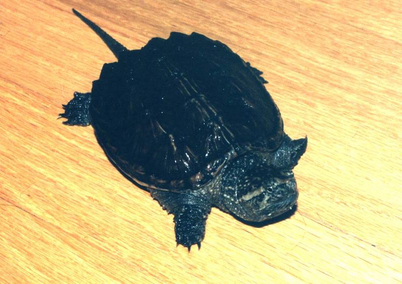 Common Snapping Turtle (Chelydra serpentina) {!--늑대거북-->; DISPLAY FULL IMAGE.