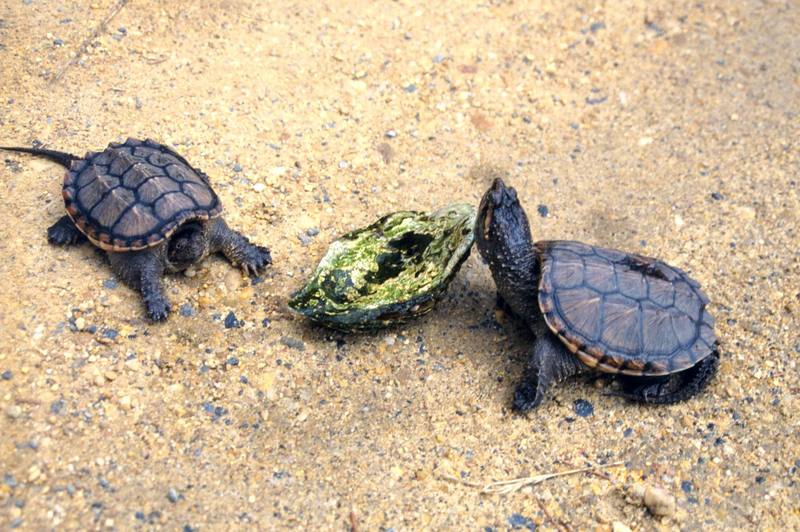 Alligator Snapping Turtle juveniles (Macrochelys temminckii) {!--악어거북-->; DISPLAY FULL IMAGE.