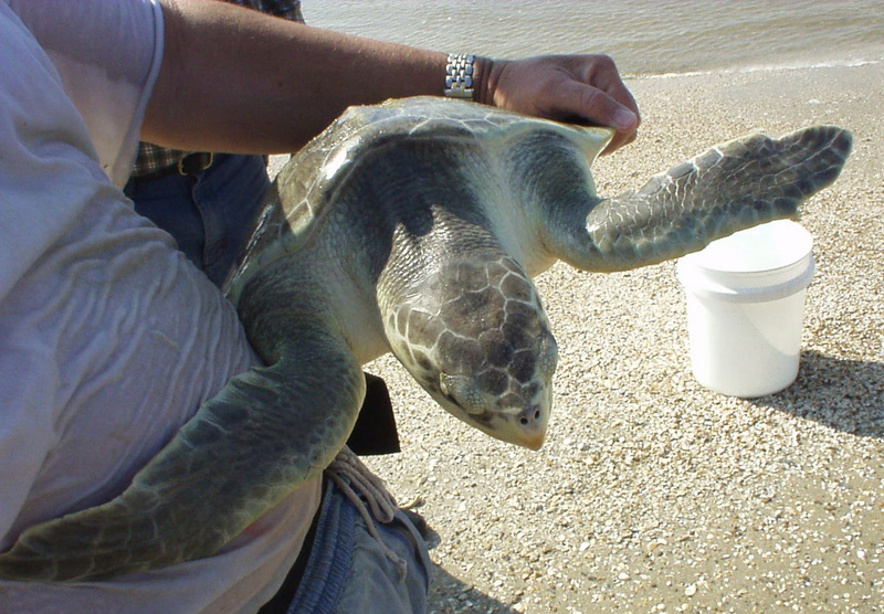 Kemp's Ridley Sea Turtle (Lepidochelys kempii) {!--대서양각시바다거북-->; DISPLAY FULL IMAGE.