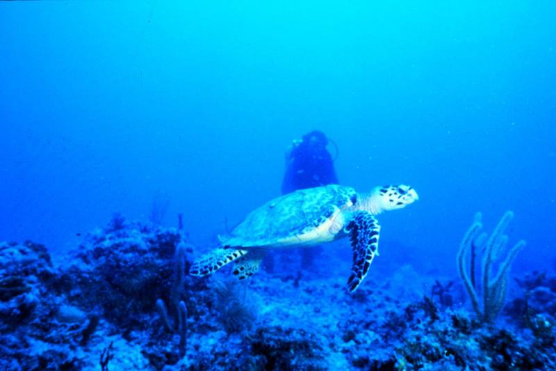 Hawksbill Sea Turtle (Eretmochelys imbricata) {!--매부리거북,대모거북(玳瑁--)-->; DISPLAY FULL IMAGE.