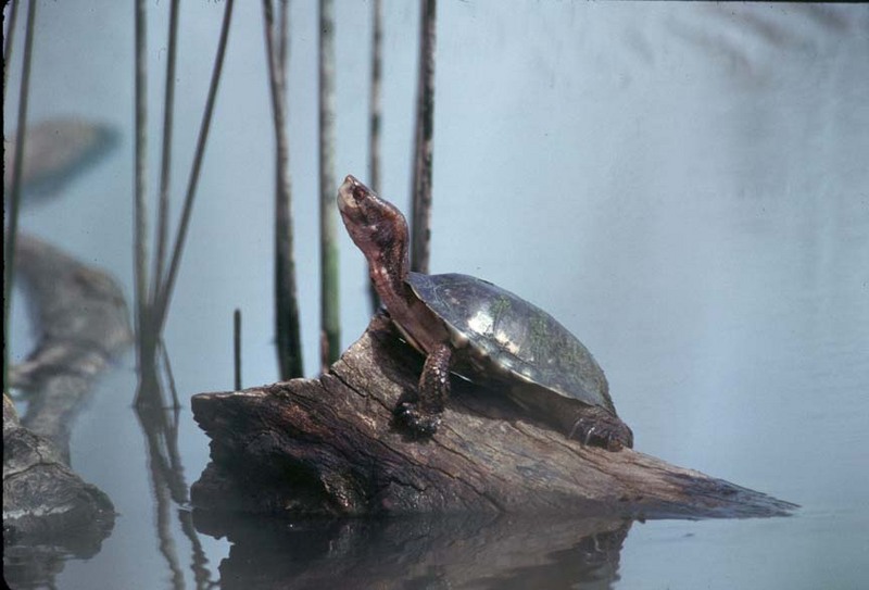 Western Pond Turtle (Clemmys marmorata marmorata) {!--북아메리카늪거북-->; DISPLAY FULL IMAGE.
