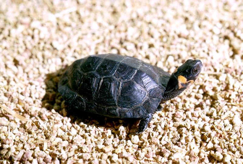 Bog Turtle (Clemmys muhlenbergii) {!--미국늪거북-->; DISPLAY FULL IMAGE.