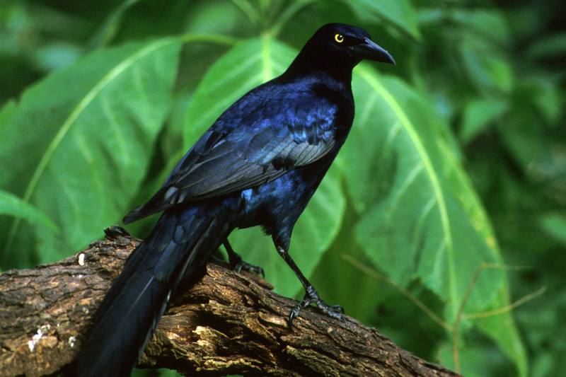Great-tailed Grackle (Quiscalus mexicanus) {!--큰꼬리검은찌르레기사촌-->; DISPLAY FULL IMAGE.