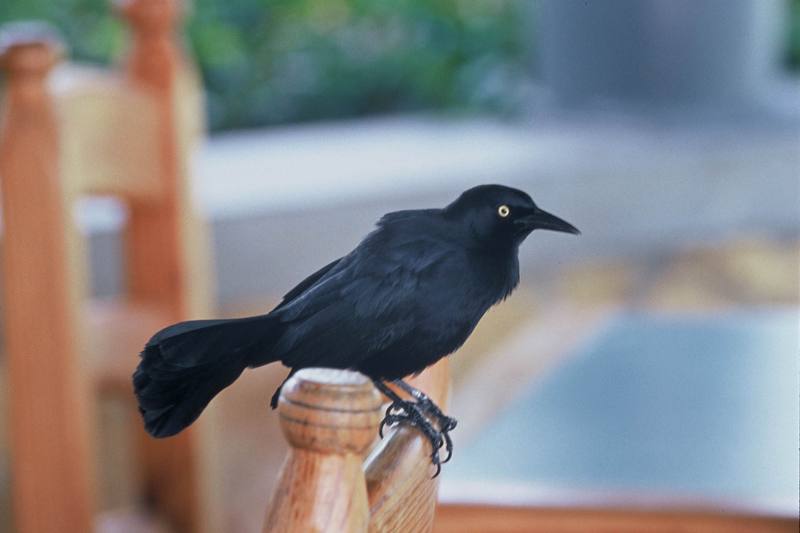 Greater Antillean Grackle (Quiscalus niger) {!--안틸레스찌르레기사촌-->; DISPLAY FULL IMAGE.