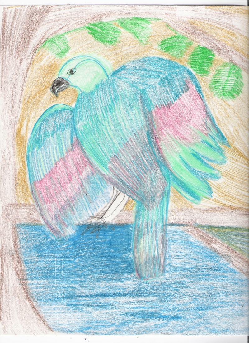 GREEN MACAW; DISPLAY FULL IMAGE.