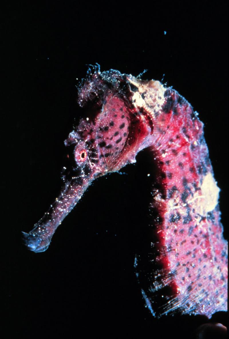 Sea Horse {!--해마(海馬)--> lined seahorse, Hippocampus erectus; DISPLAY FULL IMAGE.