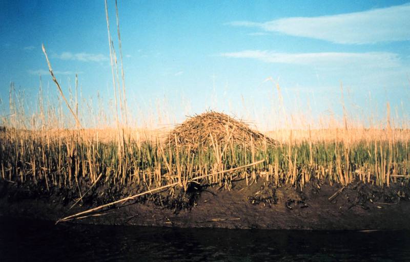 Common Muskrat hut (Ondatra zibethicus) {!--사향쥐(麝香-)-->; DISPLAY FULL IMAGE.