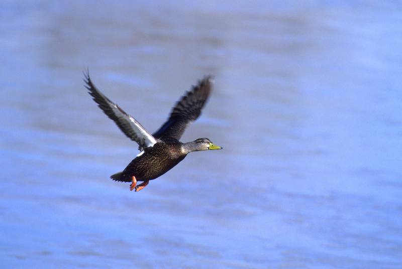 American Black Duck in flight (Anas rubripes) {!--미국오리-->; DISPLAY FULL IMAGE.