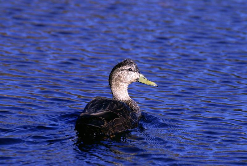 American Black Duck (Anas rubripes) {!--미국오리-->; DISPLAY FULL IMAGE.