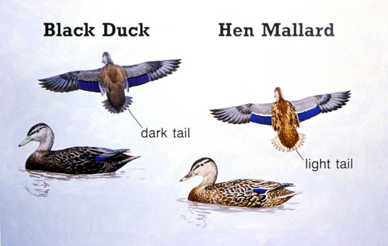 Black Duck and Hen Mallard Characteristics Comparison Diagram; DISPLAY FULL IMAGE.