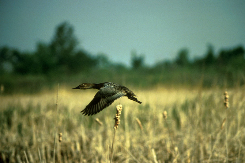Canvasback duck in flight (Aythya valisineria) {!--큰흰죽지-->; DISPLAY FULL IMAGE.