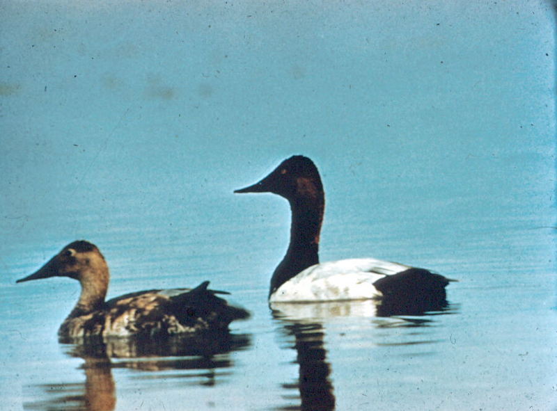 Canvasback ducks (Aythya valisineria) {!--큰흰죽지-->; DISPLAY FULL IMAGE.