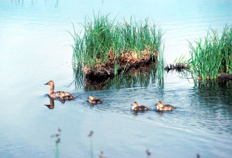 Canvasback duck & ducklings (Aythya valisineria) {!--큰흰죽지-->; DISPLAY FULL IMAGE.