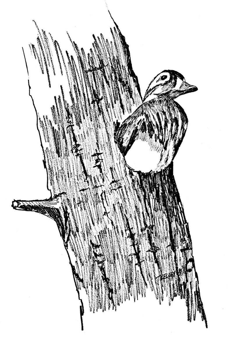 [Drawing] Wood Duck (Aix sponsa) {!--아메리카원앙-->; DISPLAY FULL IMAGE.