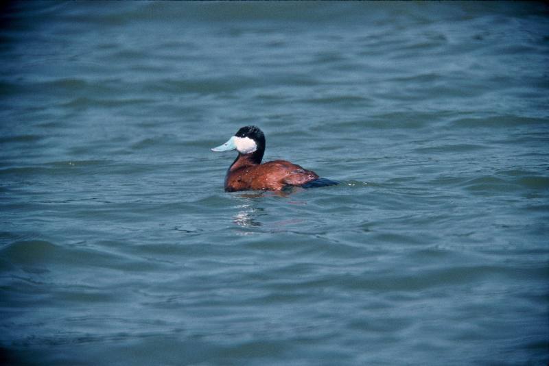 Ruddy Duck (Oxyura jamaicensis) {!--붉은세운꼬리오리-->; DISPLAY FULL IMAGE.