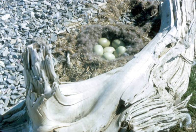 Common Eider eggs (Somateria mollissima) {!--솜털오리-->; DISPLAY FULL IMAGE.