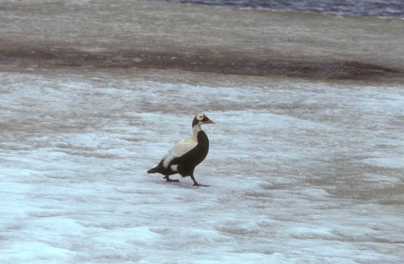 Spectacled Eider male (Somateria fischeri) {!--안경솜털오리-->; DISPLAY FULL IMAGE.