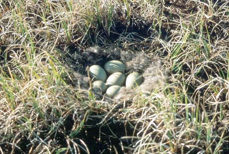Spectacled Eider eggs (Somateria fischeri) {!--안경솜털오리-->; DISPLAY FULL IMAGE.