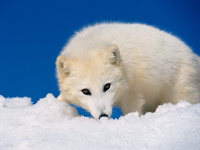 [Daily Photos CD03] Arctic Fox; DISPLAY FULL IMAGE.