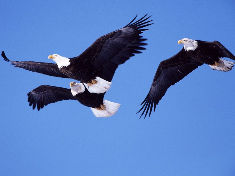 [Daily Photos CD03] Bald Eagles in Flight; DISPLAY FULL IMAGE.