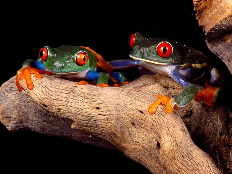 [Daily Photos CD03] Best Buddies, Red-Eyed Tree Frogs; DISPLAY FULL IMAGE.