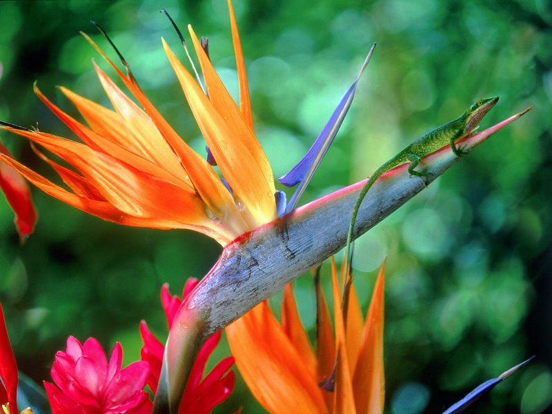 [Daily Photos CD03] Bird of Paradise and Friend, Green Anole; DISPLAY FULL IMAGE.