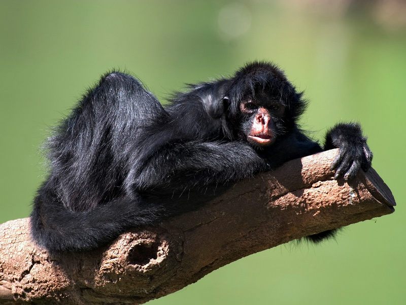 [Daily Photos CD03] Black-Faced Spider Monkey; DISPLAY FULL IMAGE.
