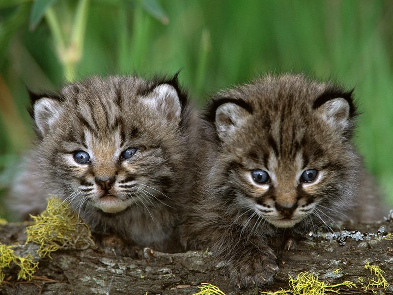 [Daily Photos CD03] Bobcat Kittens; DISPLAY FULL IMAGE.