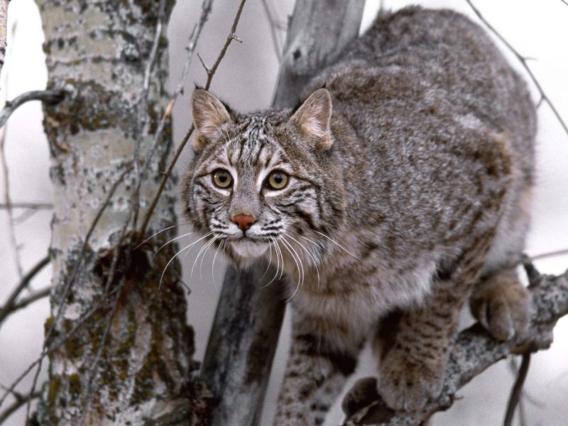 [Daily Photos CD03] Bobcat on Tree; DISPLAY FULL IMAGE.