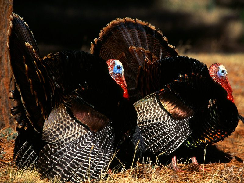 [Daily Photos CD03] Wild Turkey Gobblers; DISPLAY FULL IMAGE.
