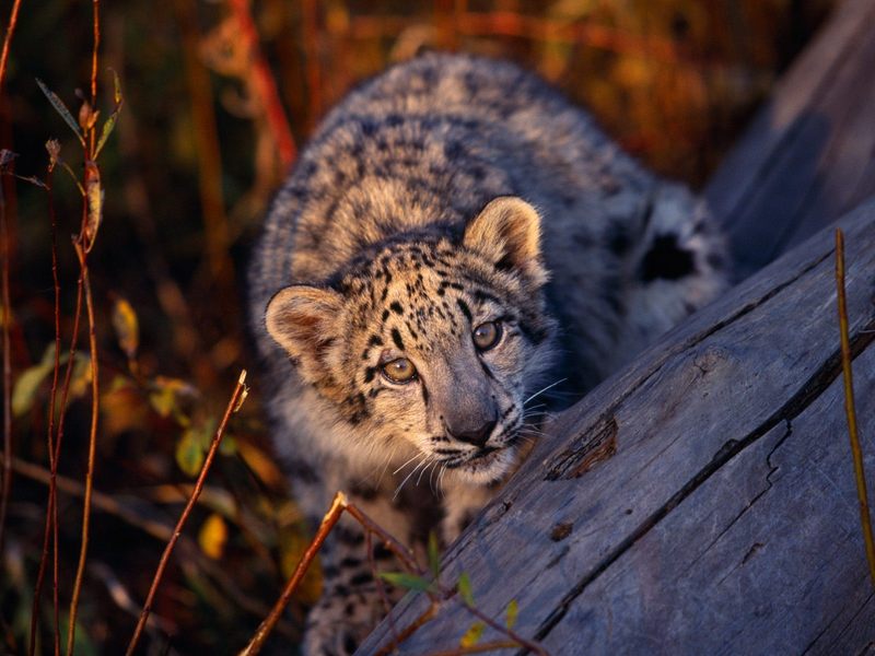 [Daily Photos CD03] I Spotted You, Leopard Cub; DISPLAY FULL IMAGE.