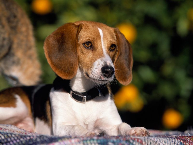 [Daily Photos CD03] I'm All Ears, Beagle; DISPLAY FULL IMAGE.