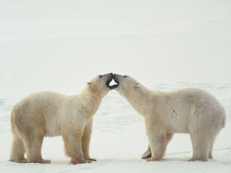 [Daily Photos CD03] Polar Bear Greeting; DISPLAY FULL IMAGE.