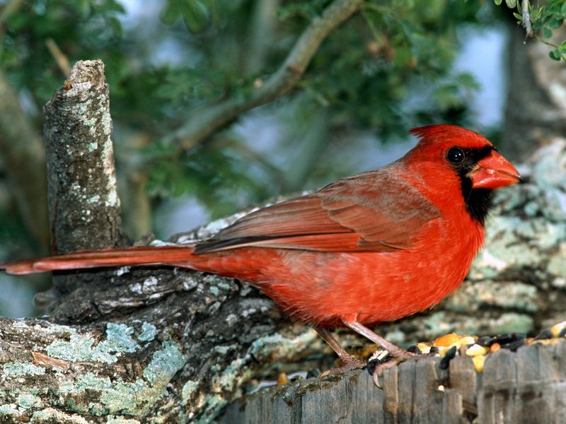 [Daily Photos CD03] Red Cardinal; DISPLAY FULL IMAGE.