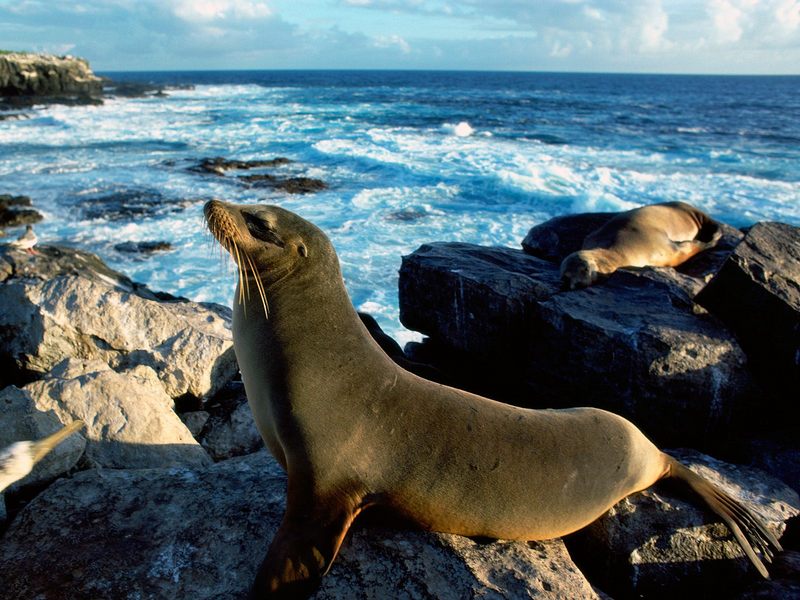 [Daily Photos CD03] Sunbathing Sea Lions; DISPLAY FULL IMAGE.