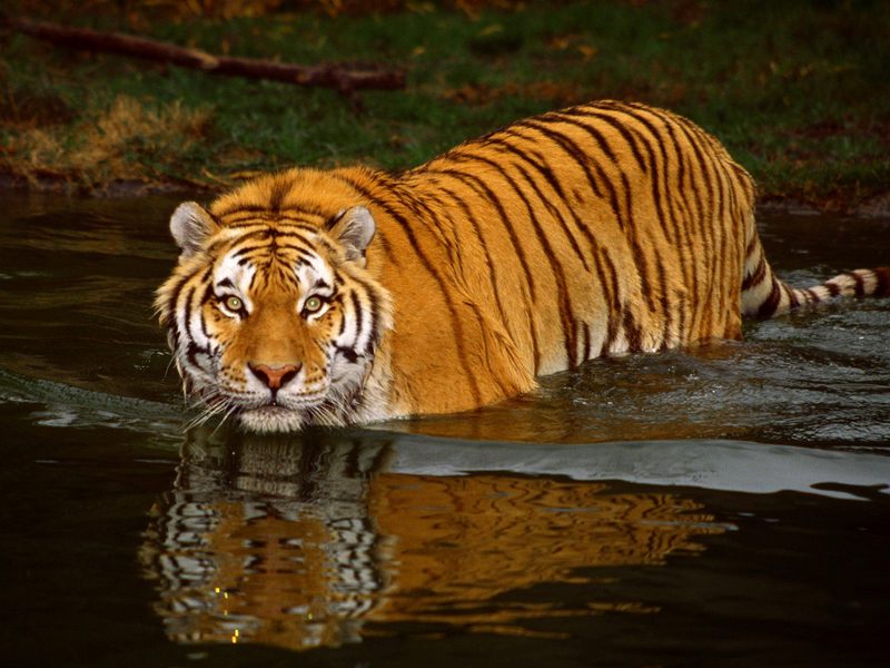 [Daily Photos CD03] Swimming Tiger; DISPLAY FULL IMAGE.