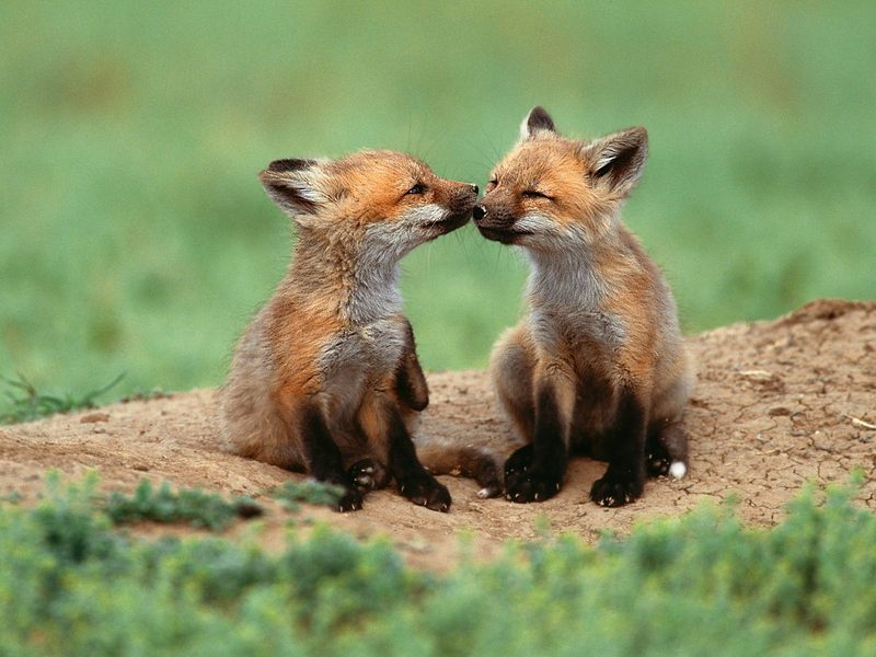 [Daily Photos CD03] You're So Foxy (Red Fox cubs); DISPLAY FULL IMAGE.