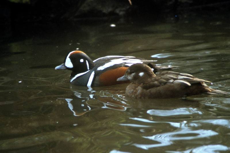Harlequin Duck pair (Histrionicus histrionicus) {!--흰줄박이오리-->; DISPLAY FULL IMAGE.