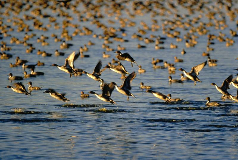 Northern Pintail flock flying (Anas acuta) {!--고방오리-->; DISPLAY FULL IMAGE.