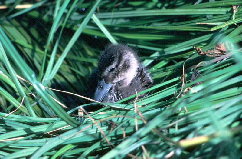 Northern Pintail duckling (Anas acuta) {!--고방오리-->; DISPLAY FULL IMAGE.