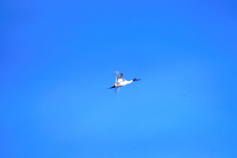 Northern Pintail flying (Anas acuta) {!--고방오리-->; DISPLAY FULL IMAGE.