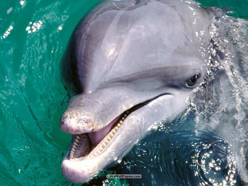 Bottlenose Dolphin; DISPLAY FULL IMAGE.