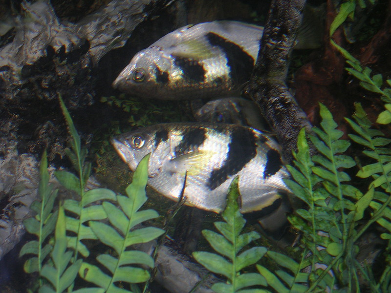 Archer Fish == banded archerfish (Toxotes jaculatrix); DISPLAY FULL IMAGE.
