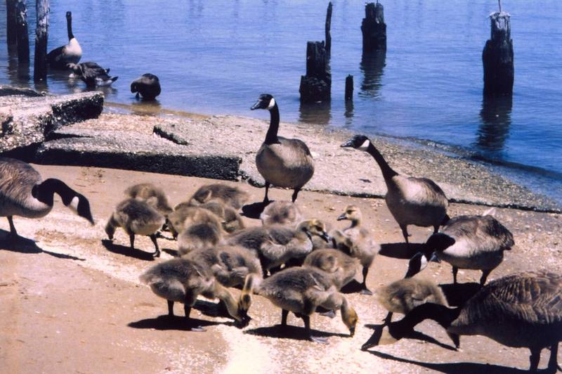 Canada Goose & goslings (Branta canadensis) {!--캐나다기러기-->; DISPLAY FULL IMAGE.