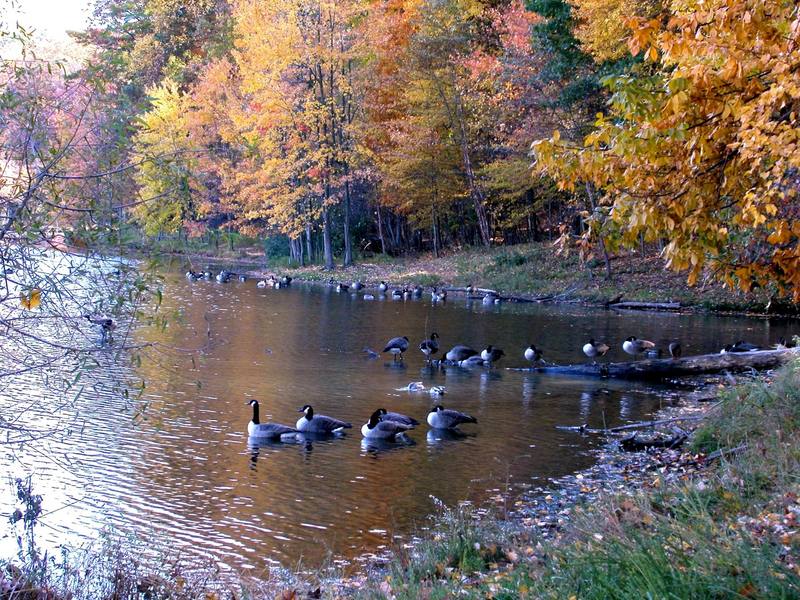 Canada Goose flock (Branta canadensis) {!--캐나다기러기-->; DISPLAY FULL IMAGE.