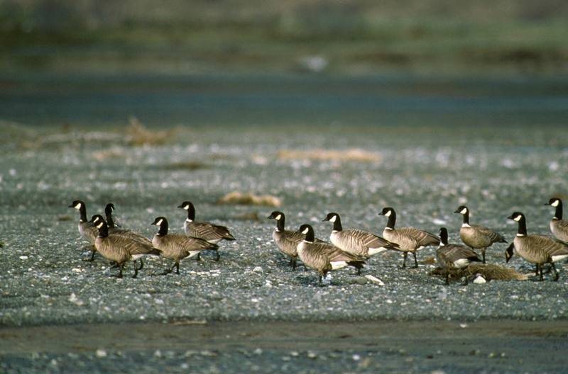 Canada Goose flock (Branta canadensis) {!--캐나다기러기-->; DISPLAY FULL IMAGE.
