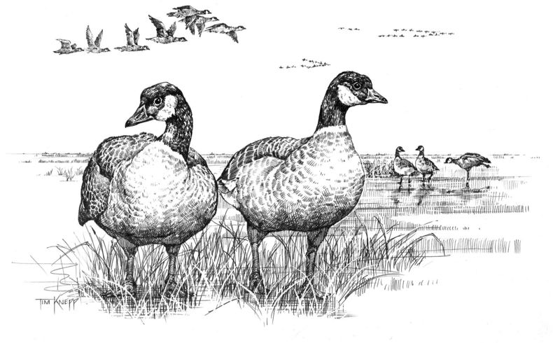 [Drawing] Canada Goose pair (Branta canadensis) {!--캐나다기러기-->; DISPLAY FULL IMAGE.