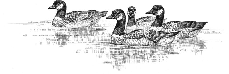 [Drawing] Canada Goose flock (Branta canadensis) {!--캐나다기러기-->; DISPLAY FULL IMAGE.