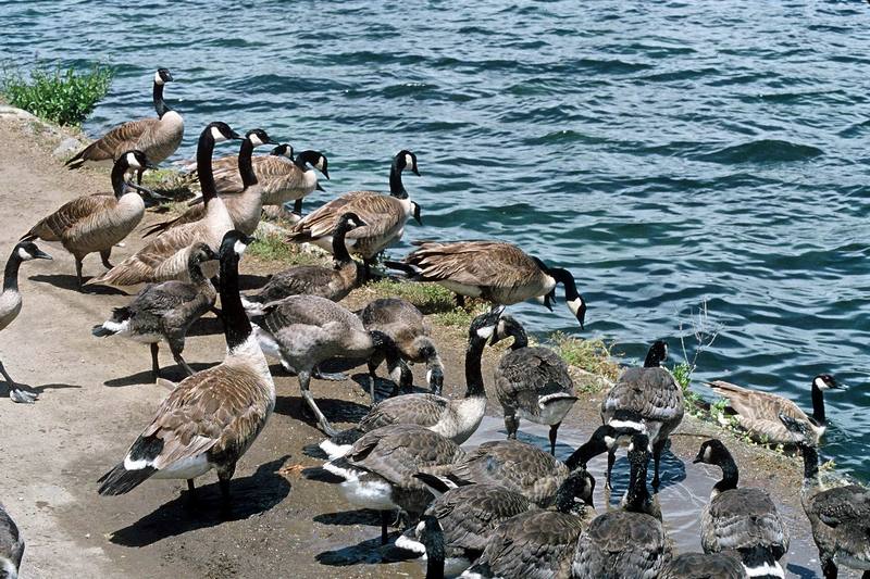 Canada Goose flock (Branta canadensis) {!--캐나다기러기-->; DISPLAY FULL IMAGE.